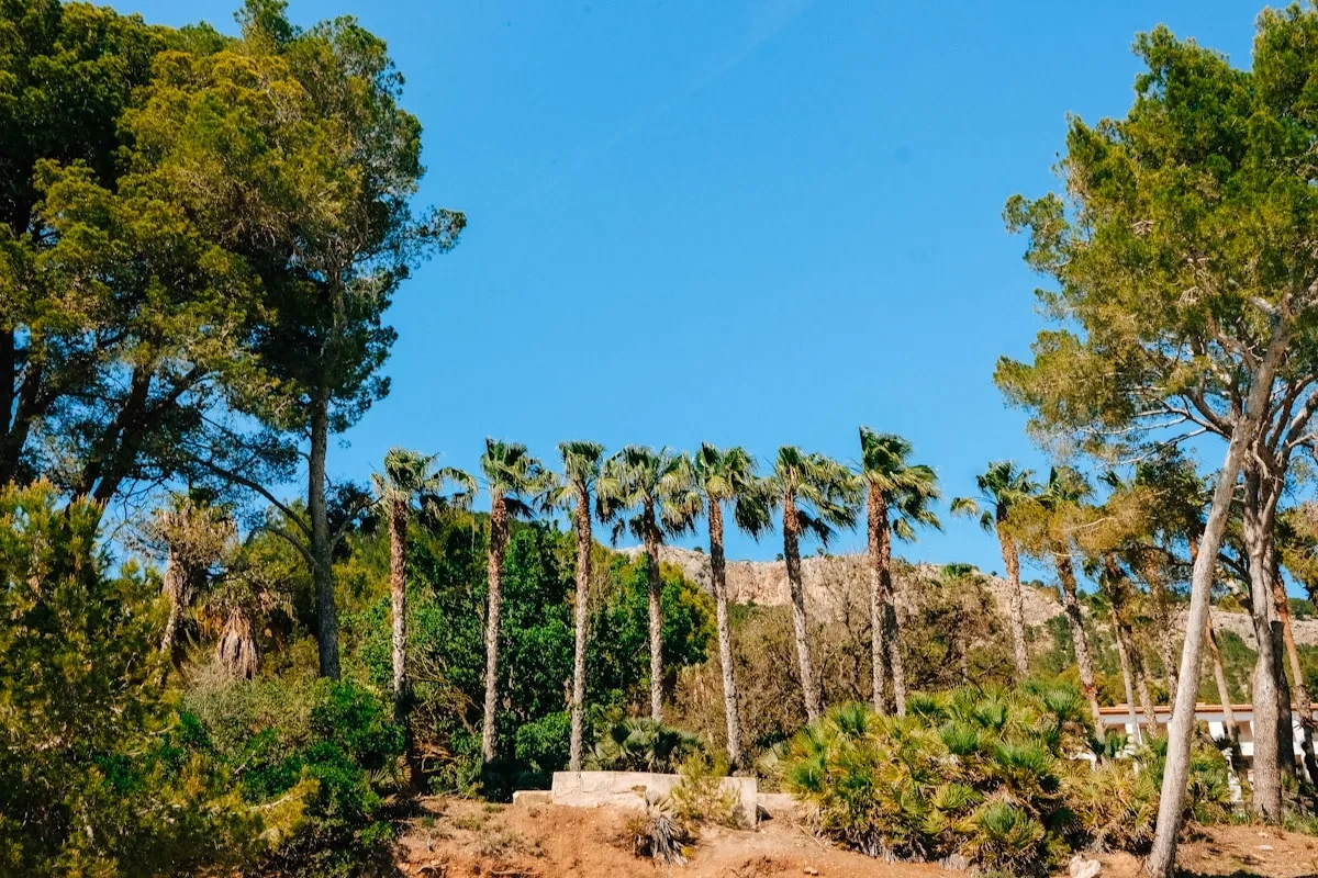 Palma