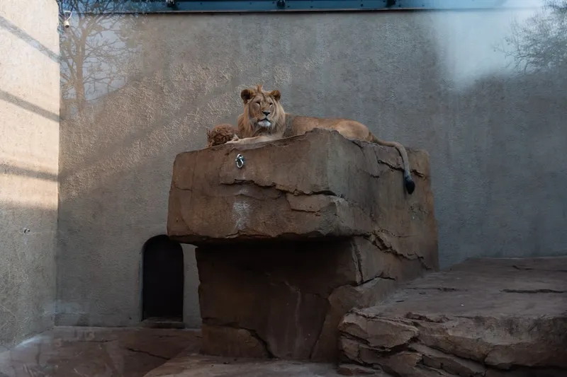 Artis Zoo i Amsterdam med historisk akvariumbyggnad och giraffer i förgrunden