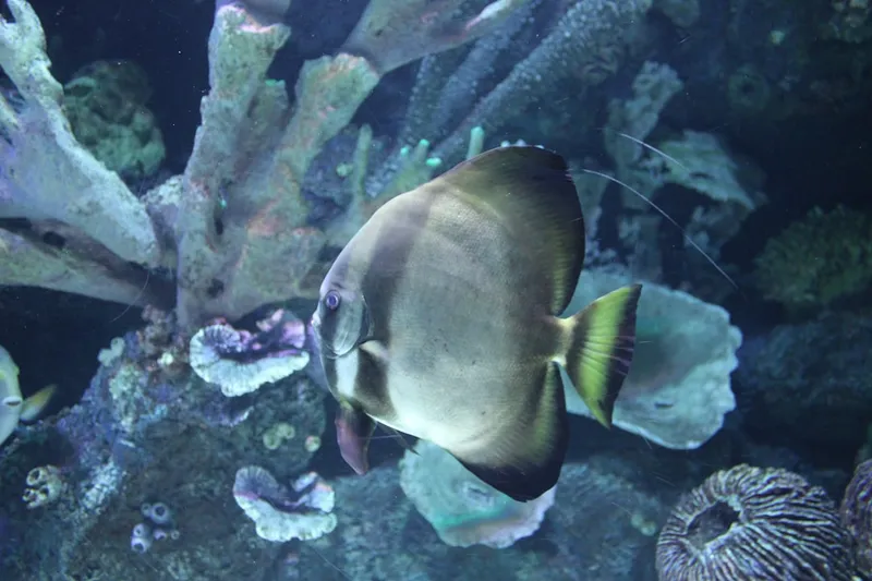 Antalya Aquarium