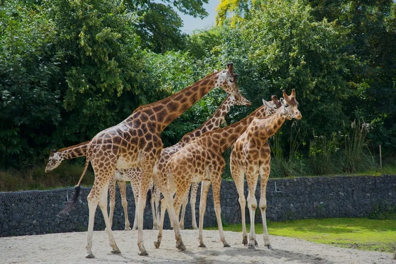 Dublin Zoo