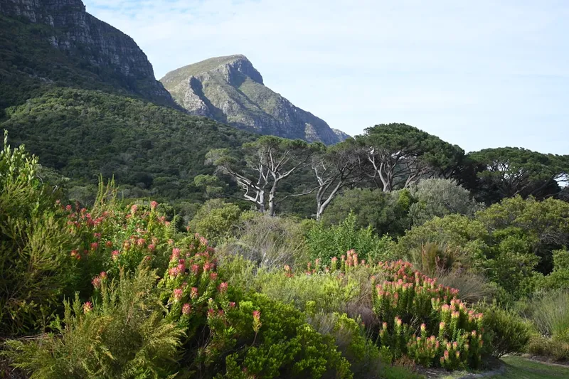 Kirstenbosch botaniska trädgård vid Tafelbergets östsida med Boomslang trädtoppgångbro