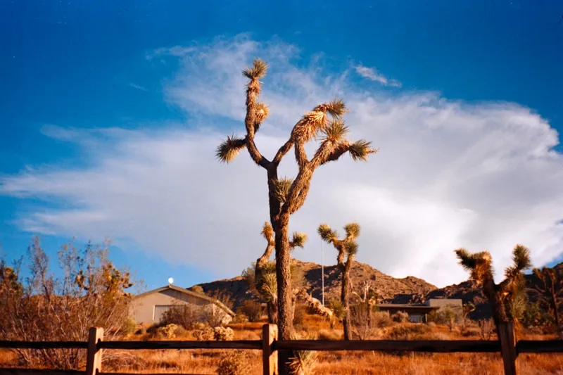 Joshua Tree dagstrip
