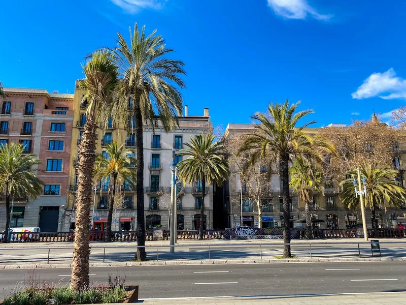 Plaza de Cort & olivträdet