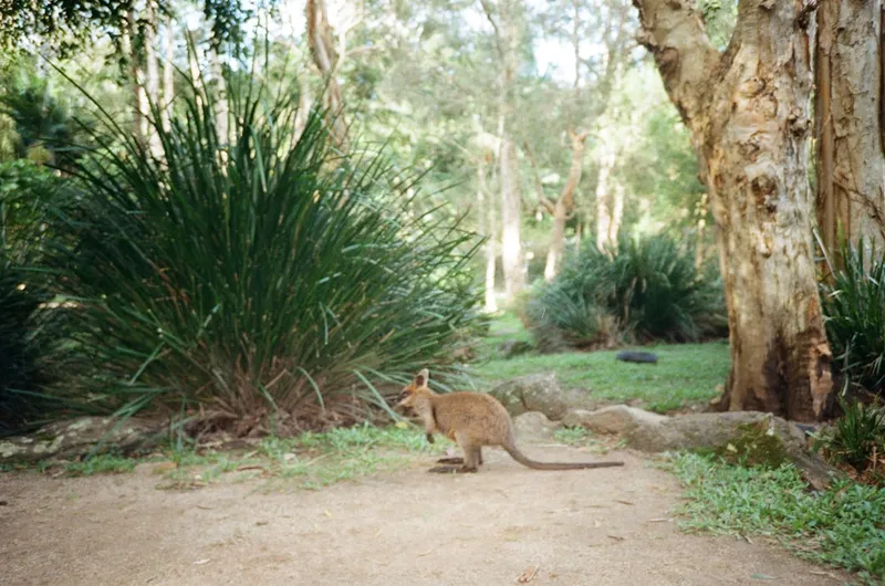 Featherdale Wildlife Park