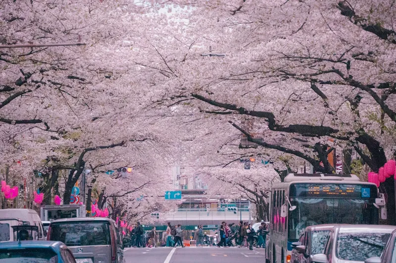 Shibazakura Festival (april-maj)