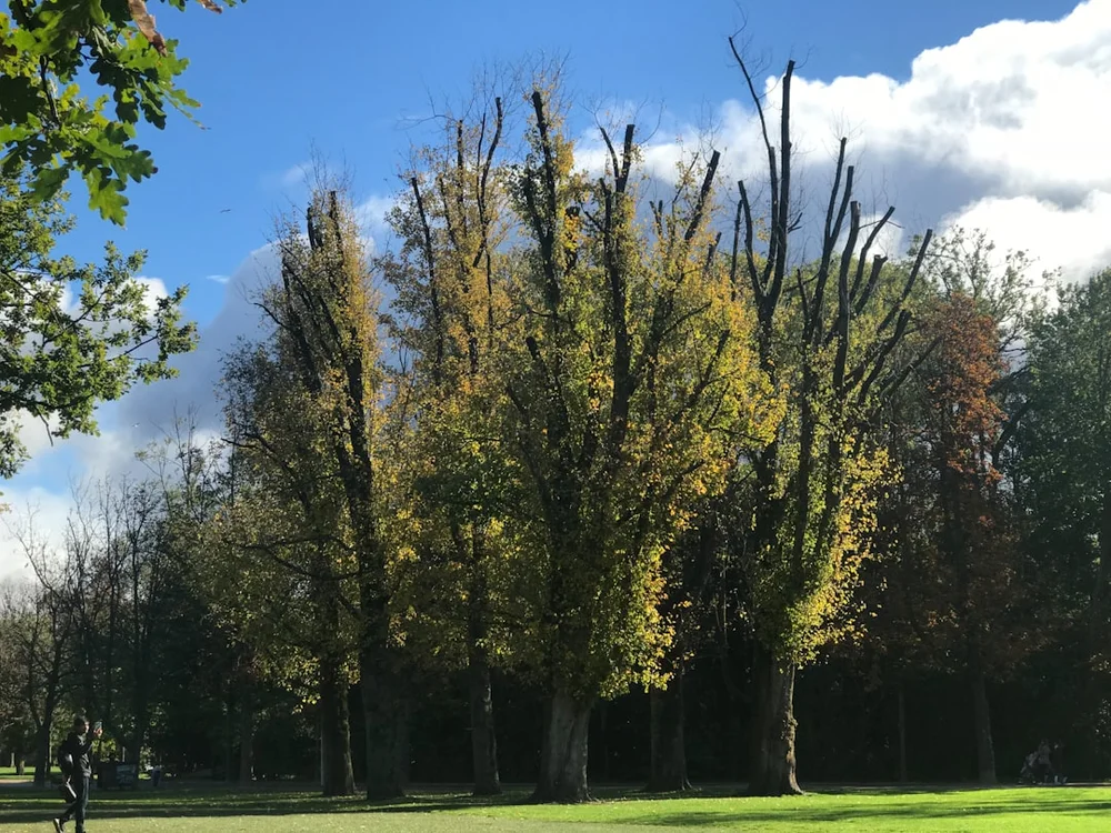 Vondelpark Amsterdam grön park